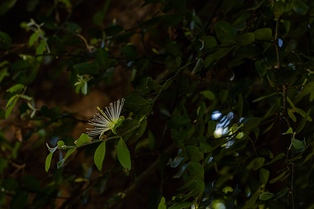 Capparis erythrocarpos var. rosea