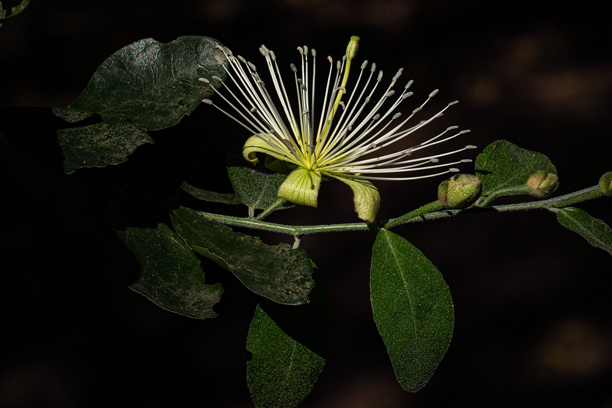 Capparis erythrocarpos var. rosea Capparis erythrocarpos var. rosea