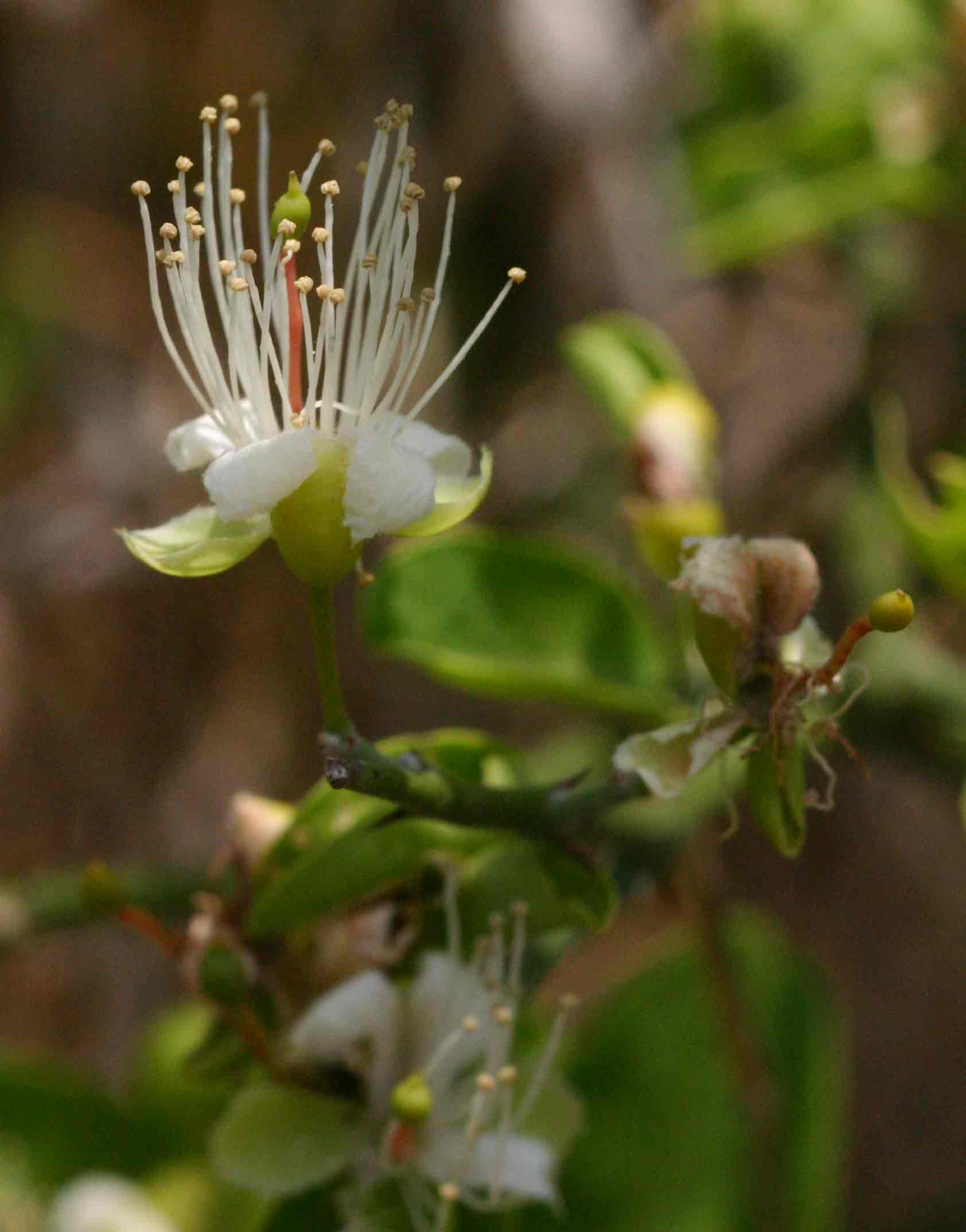 Capparis sepiaria var. subglabra Capparis sepiaria var. subglabra