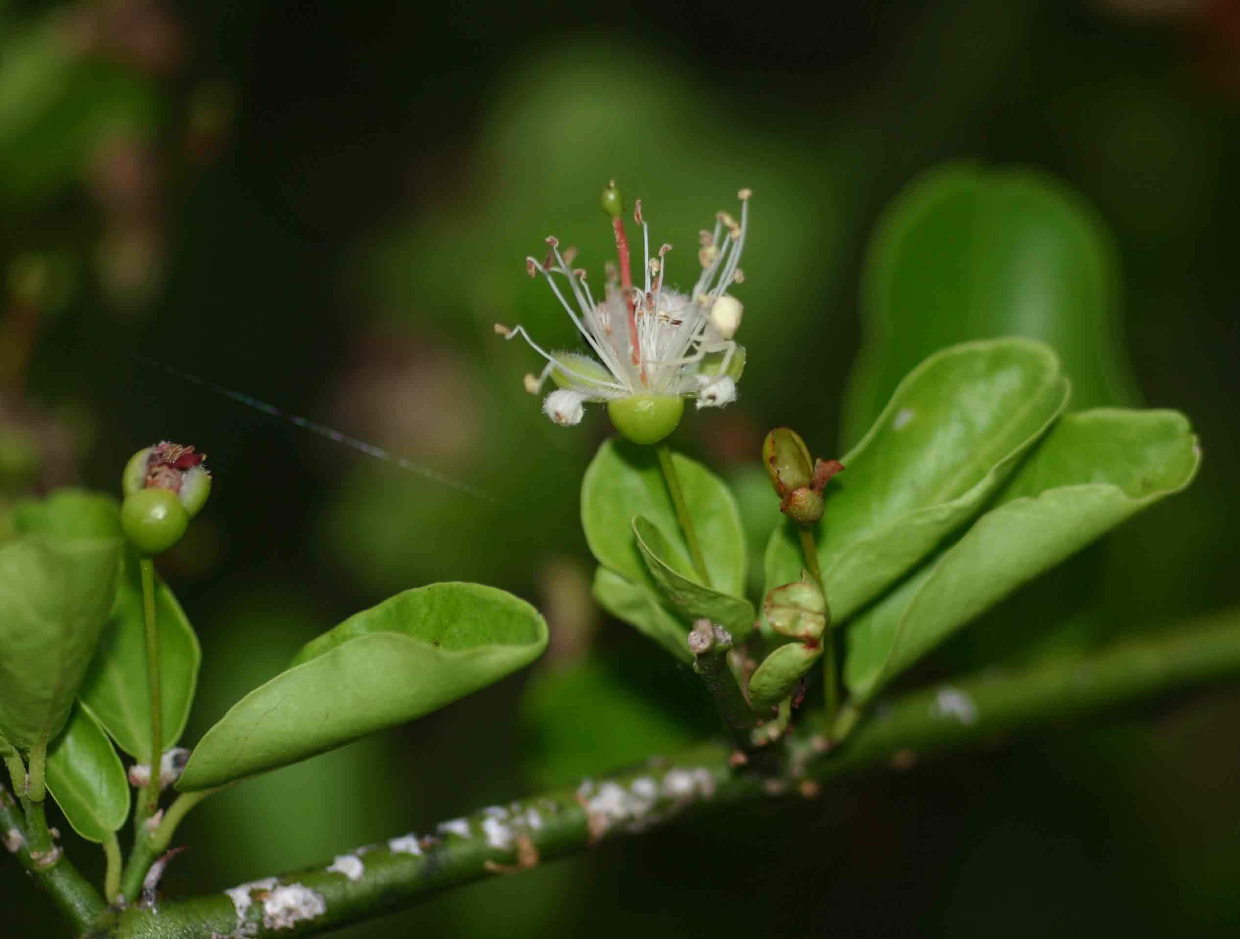 Capparis sepiaria var. subglabra