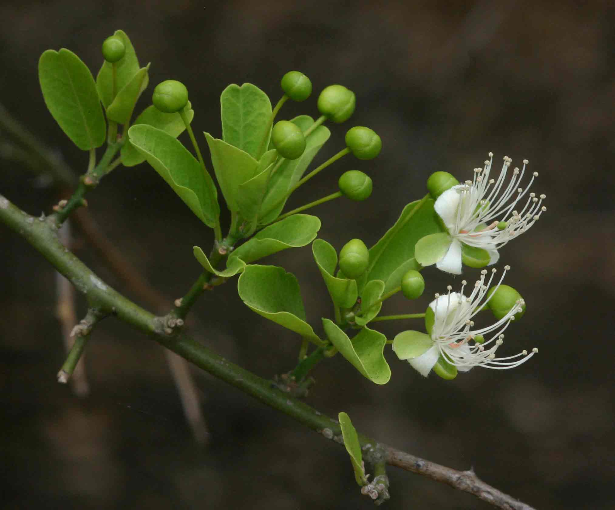 Capparis sepiaria var. subglabra