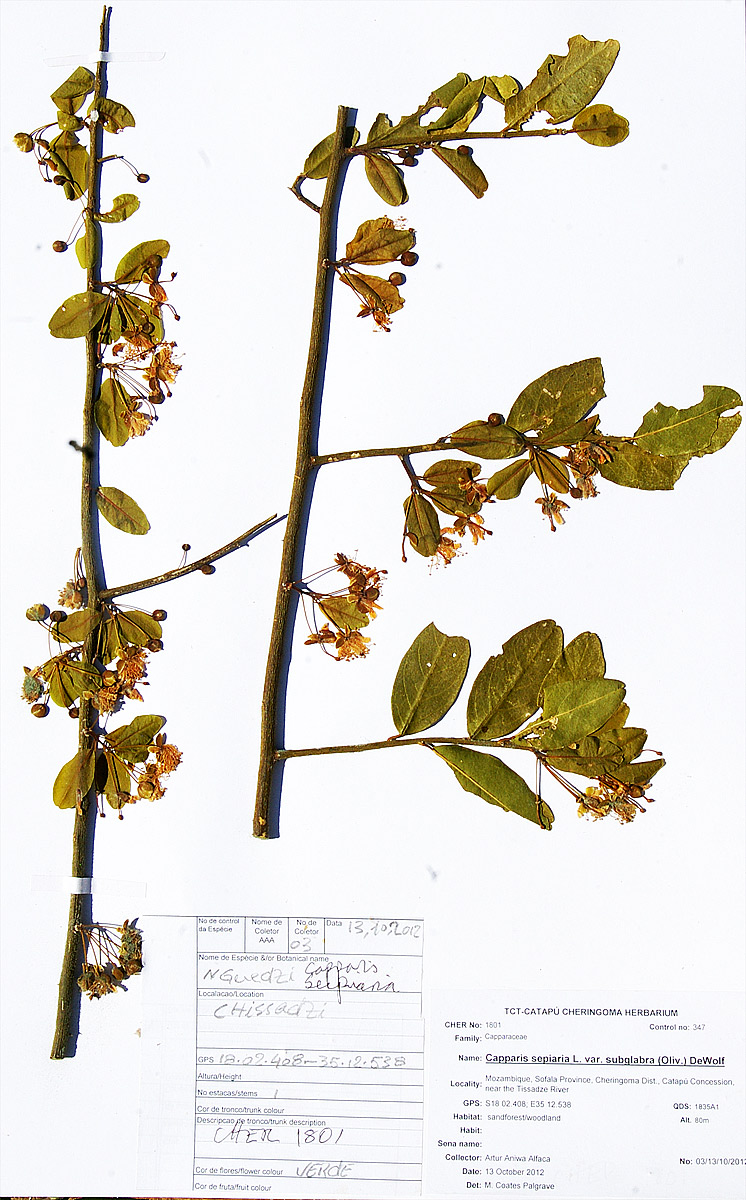 Capparis sepiaria var. subglabra