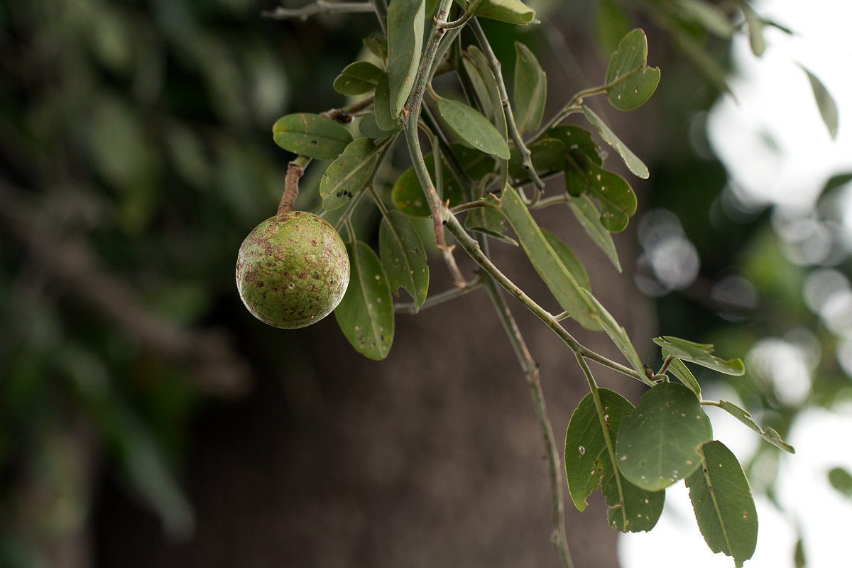Capparis tomentosa Capparis tomentosa