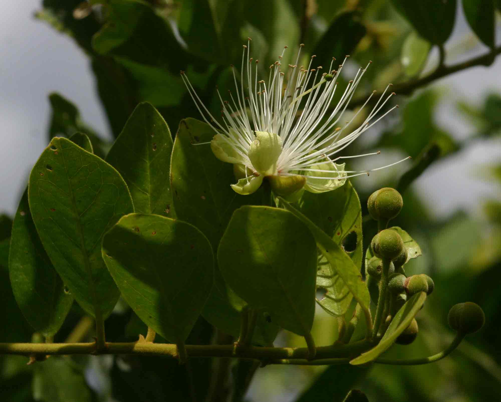 Capparis tomentosa