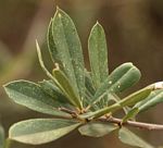 Boscia integrifolia