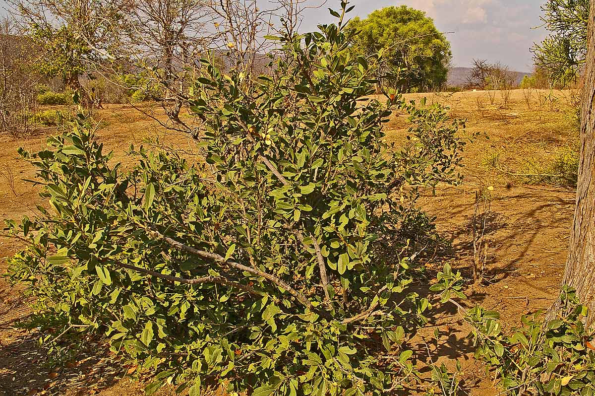 Boscia mossambicensis