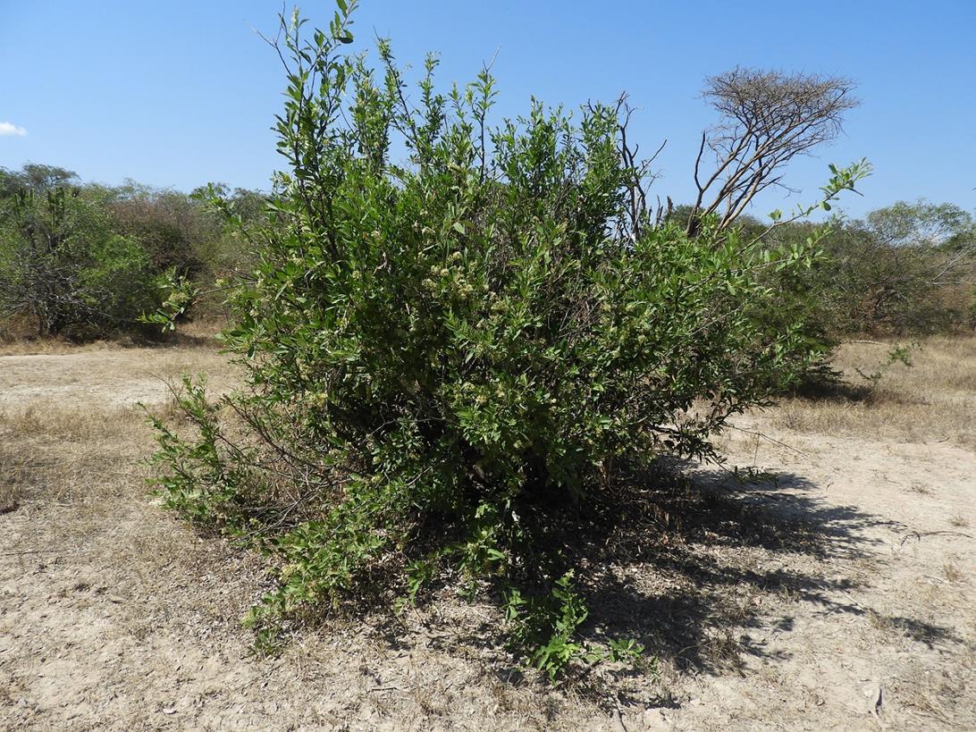 Boscia mossambicensis