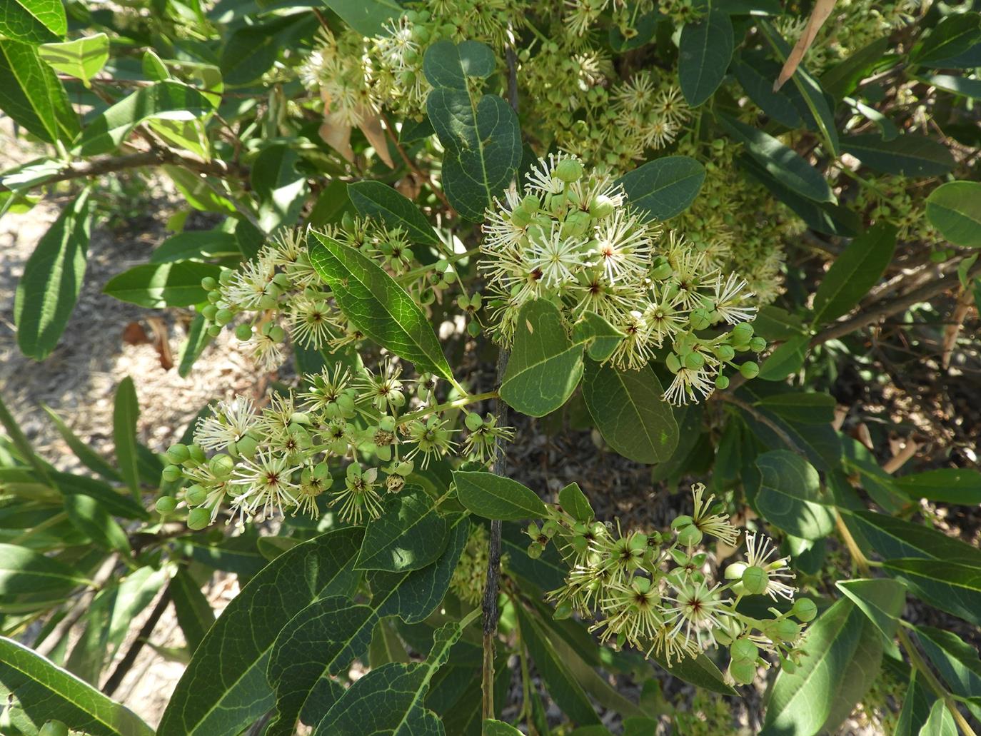 Boscia mossambicensis