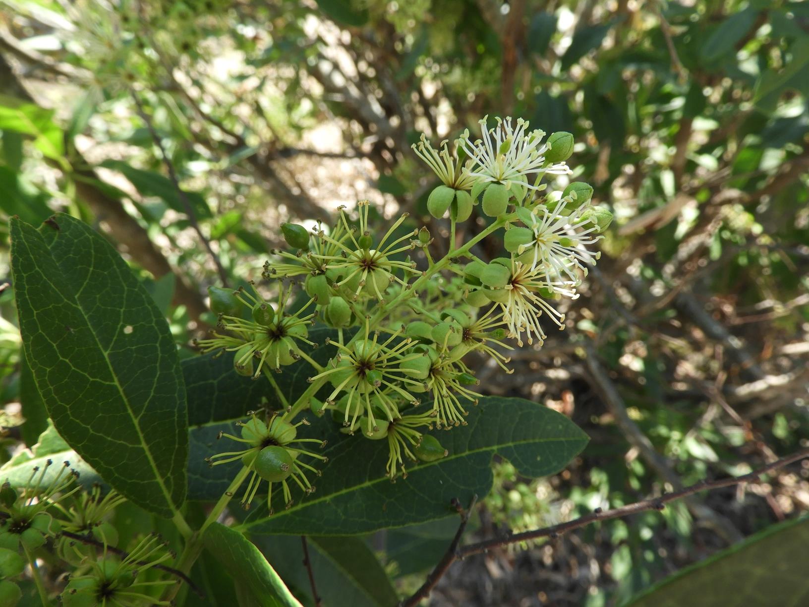 Boscia mossambicensis