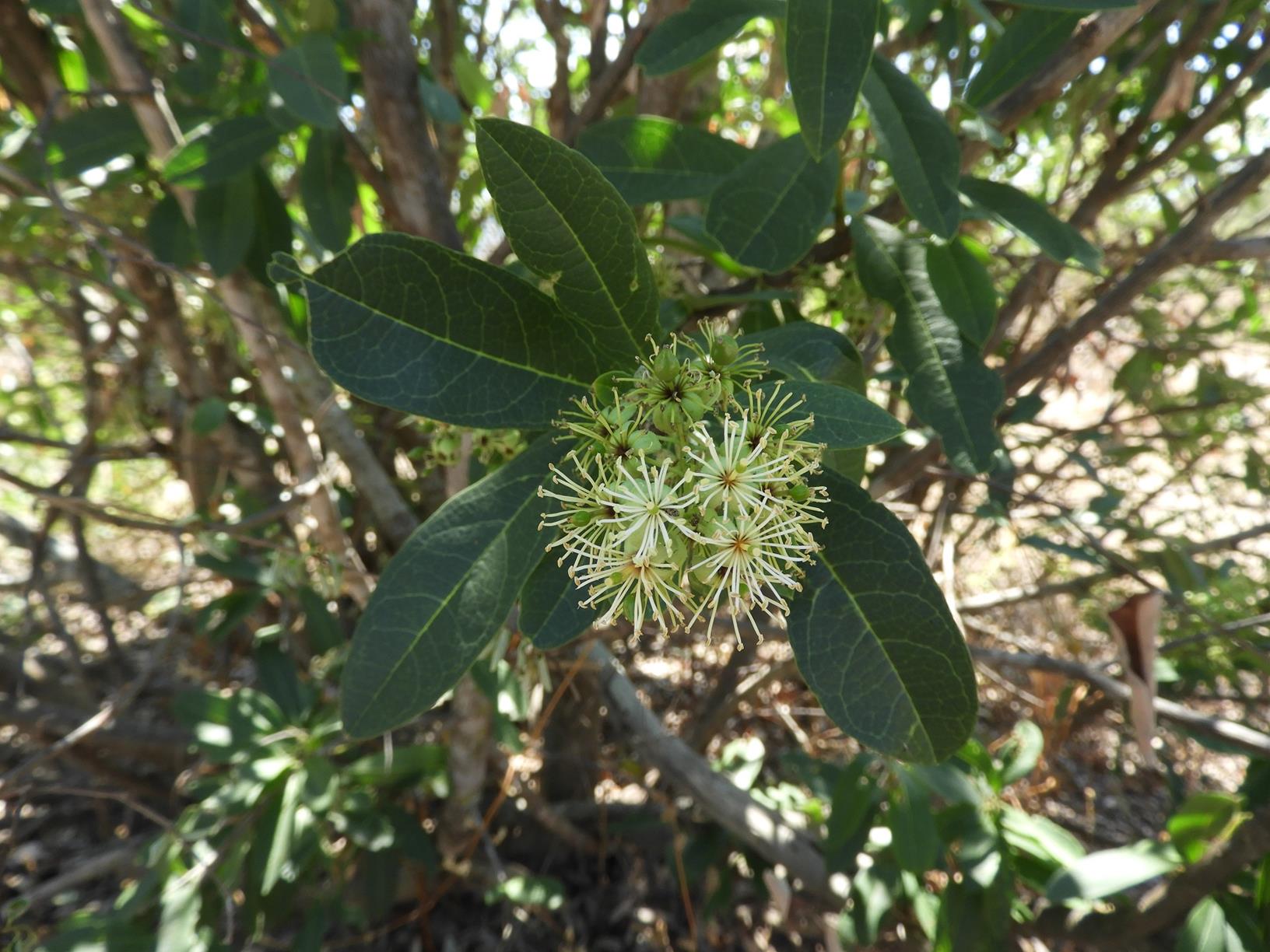Boscia mossambicensis