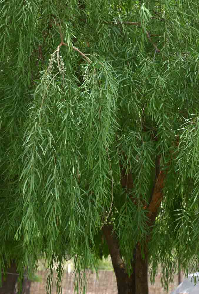 Boscia salicifolia Boscia salicifolia