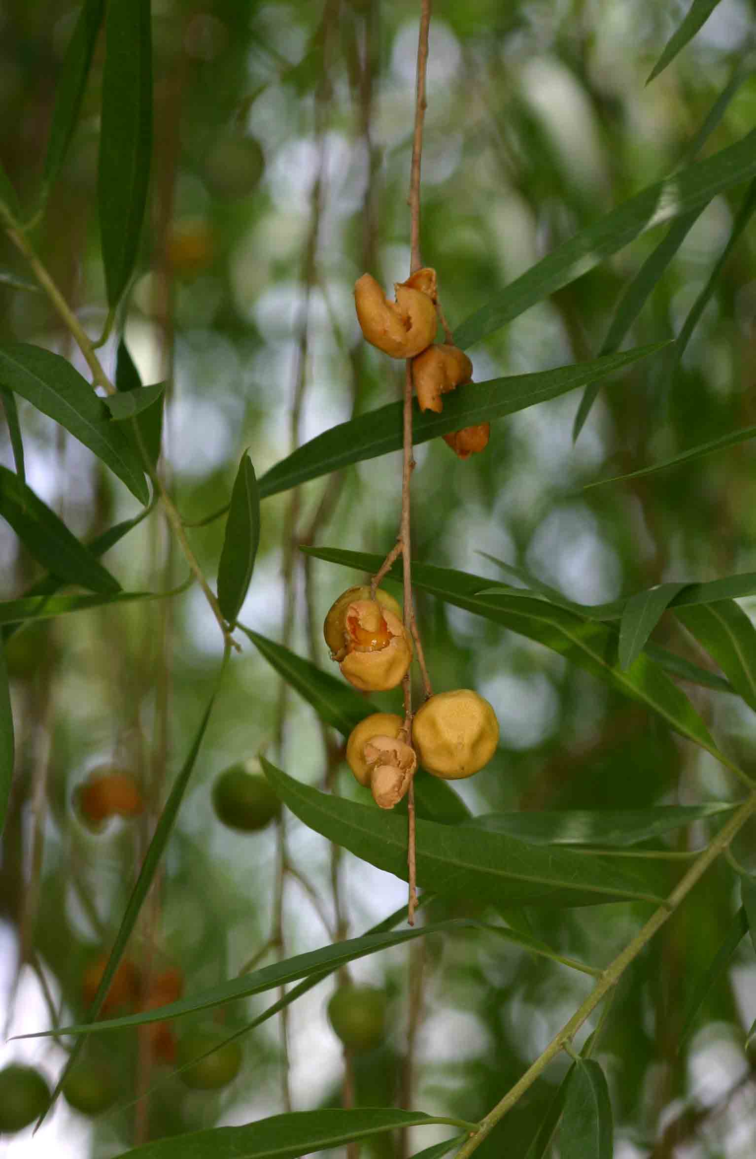 Boscia salicifolia