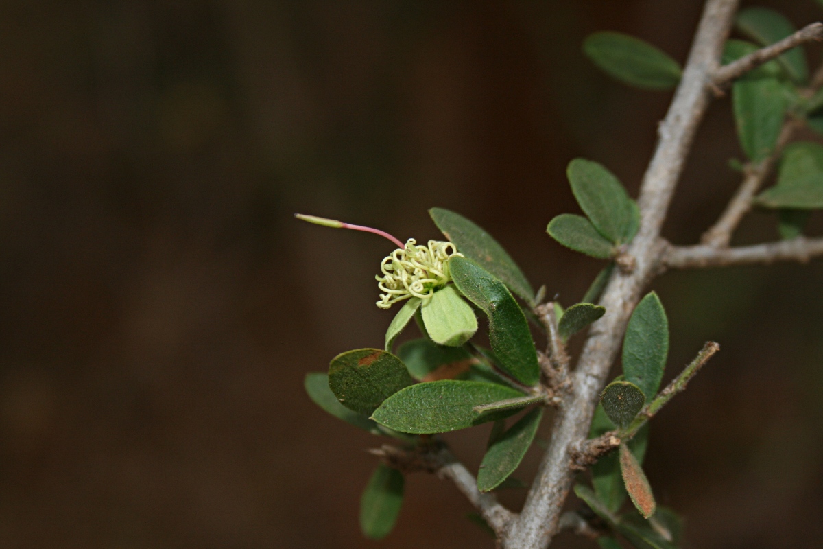 Maerua parvifolia Maerua parvifolia
