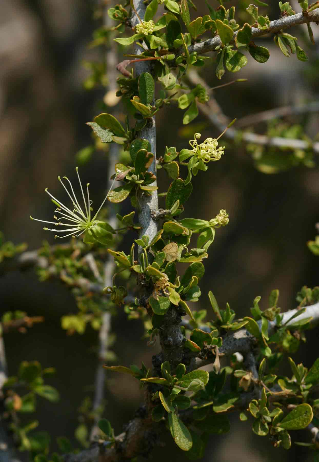 Maerua parvifolia
