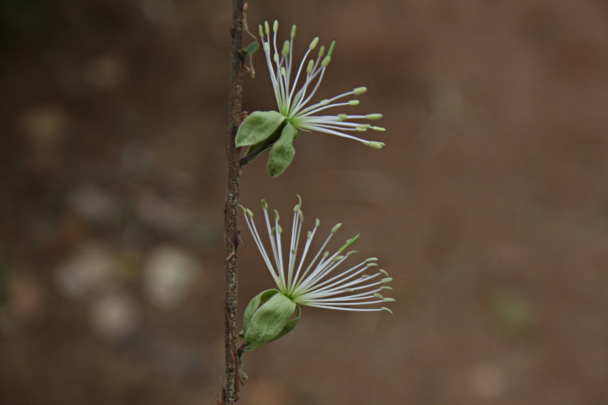 Maerua parvifolia Maerua parvifolia