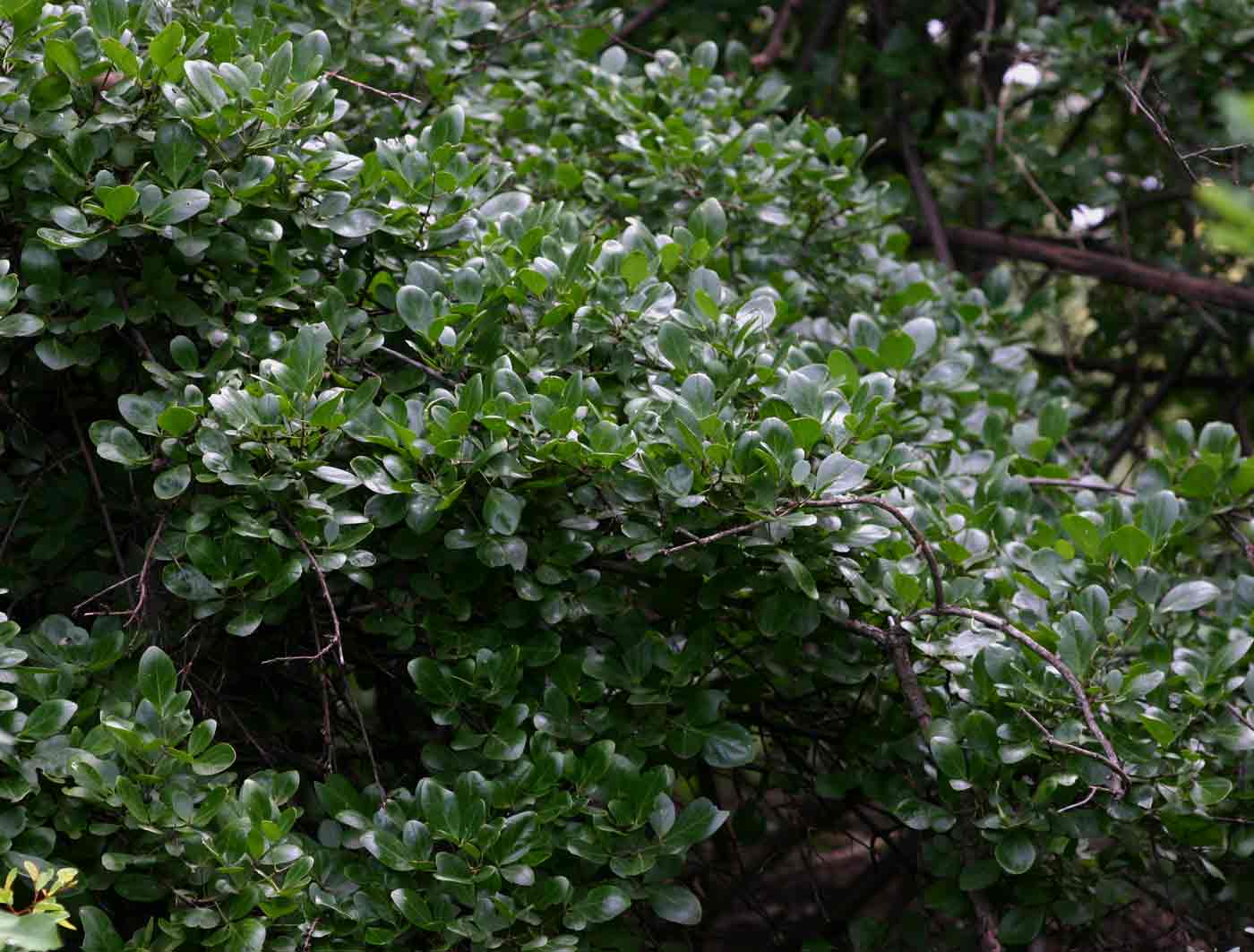 Maerua triphylla subsp. pubescens Maerua triphylla subsp. pubescens