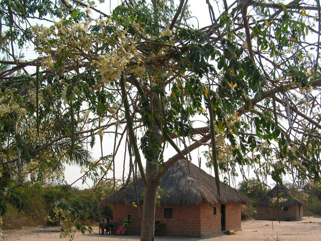 Moringa oleifera