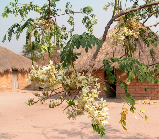 Moringa oleifera