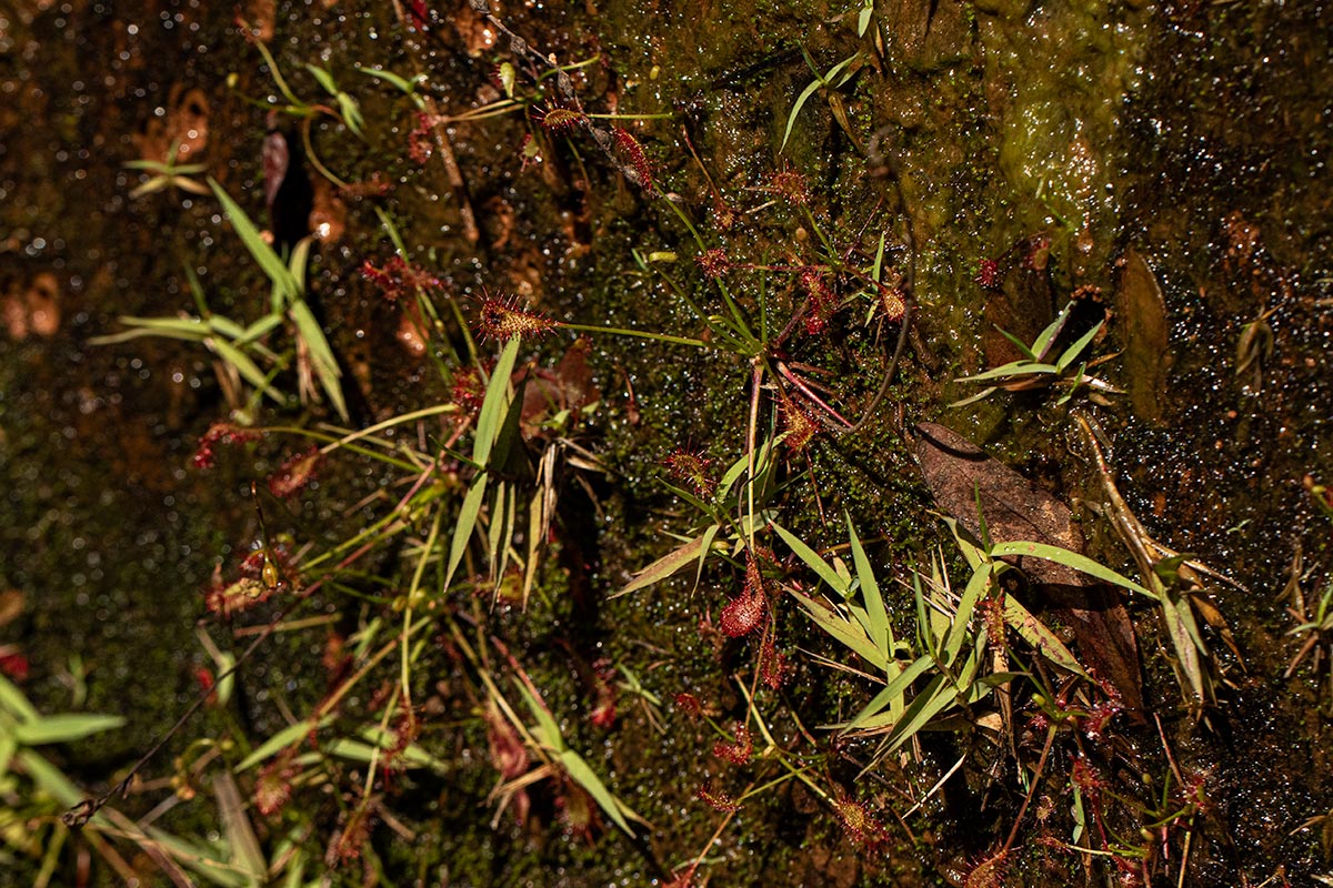 Drosera affinis Drosera affinis