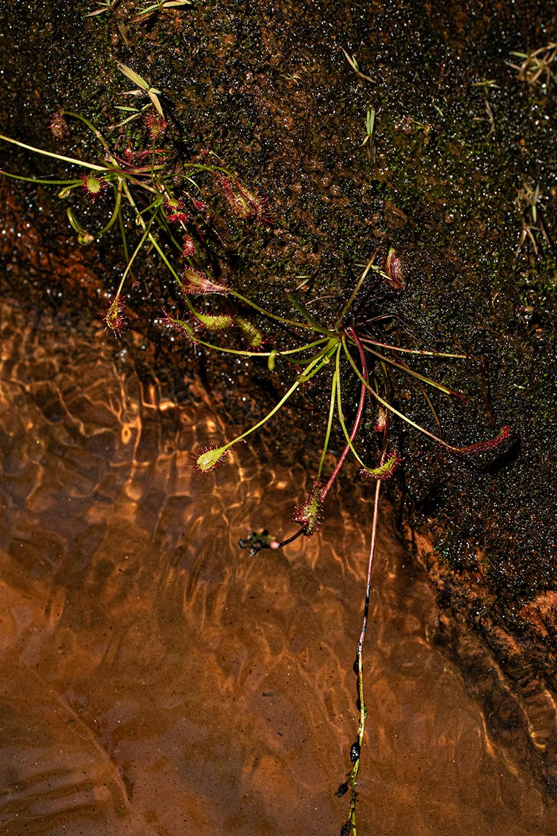 Drosera affinis Drosera affinis