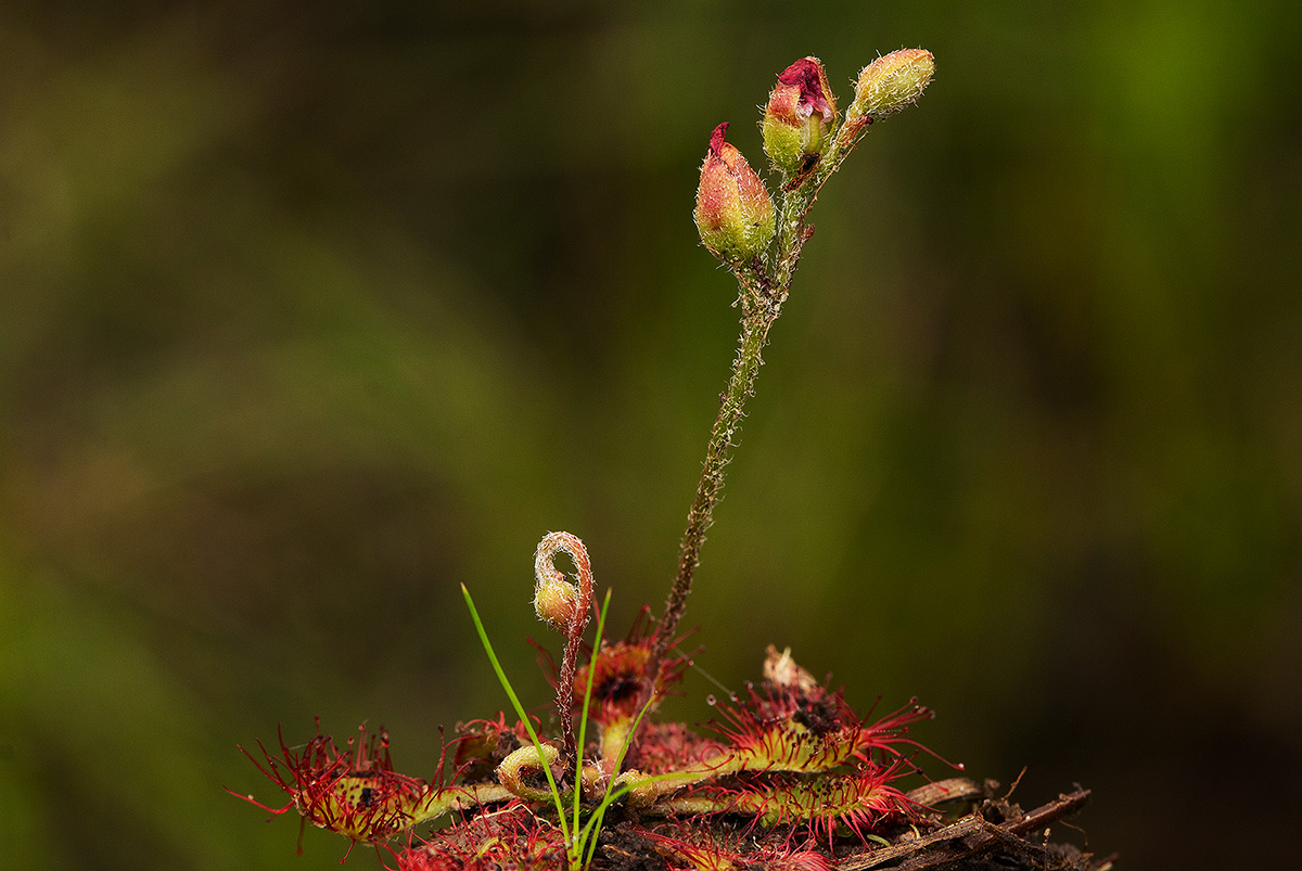 Drosera burkeana