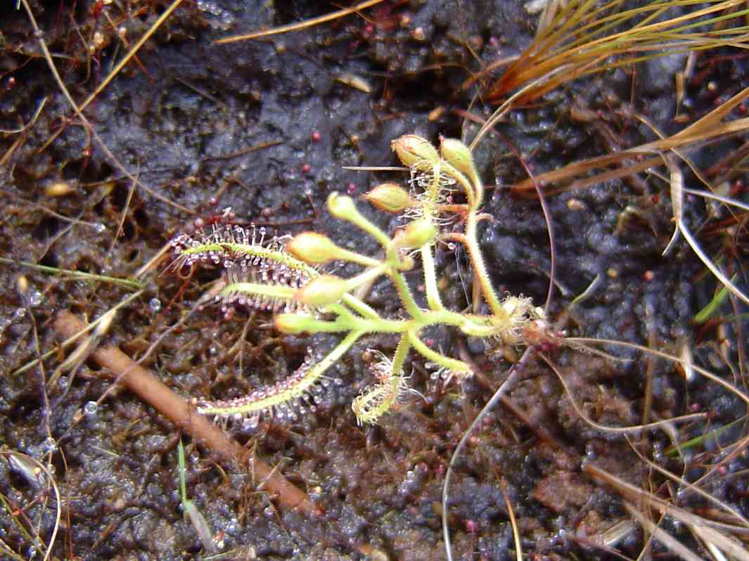 Drosera indica