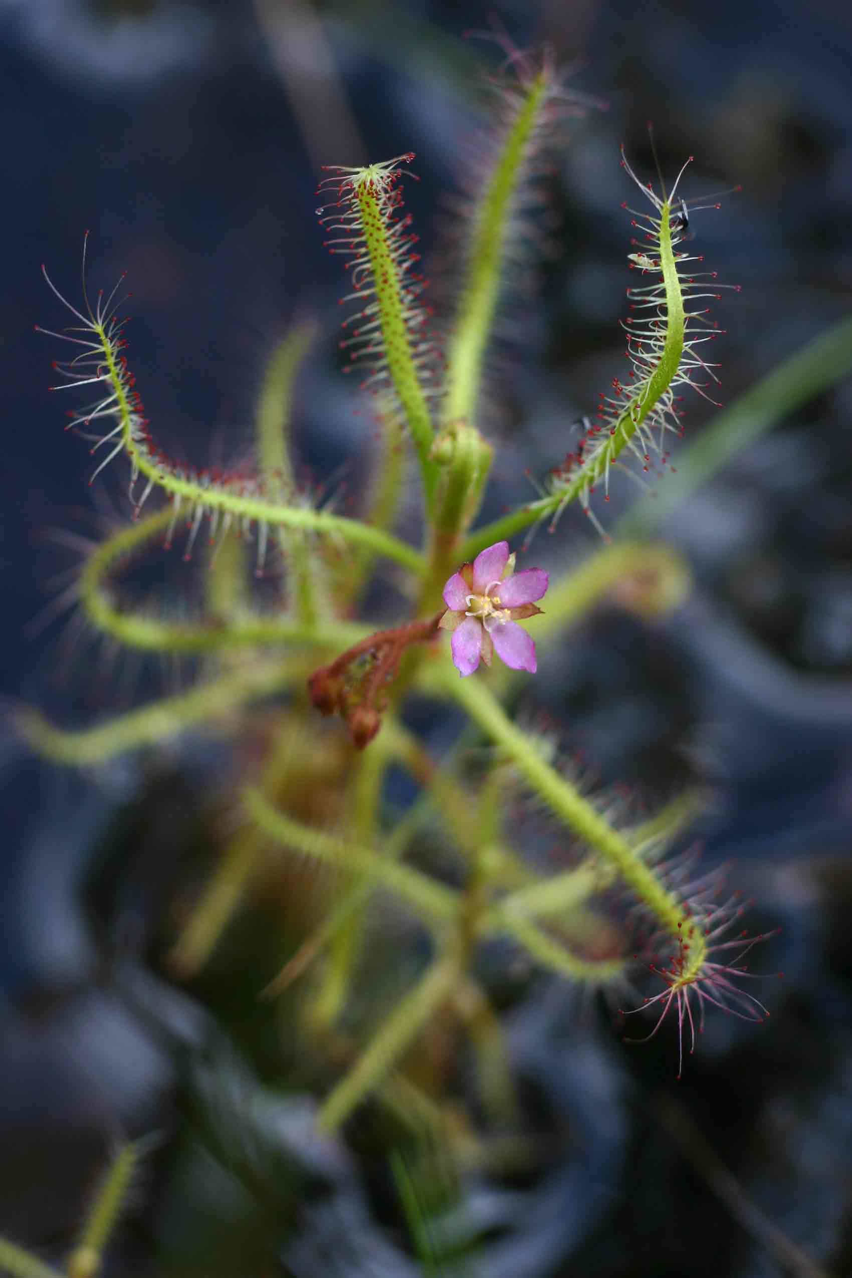 Drosera indica