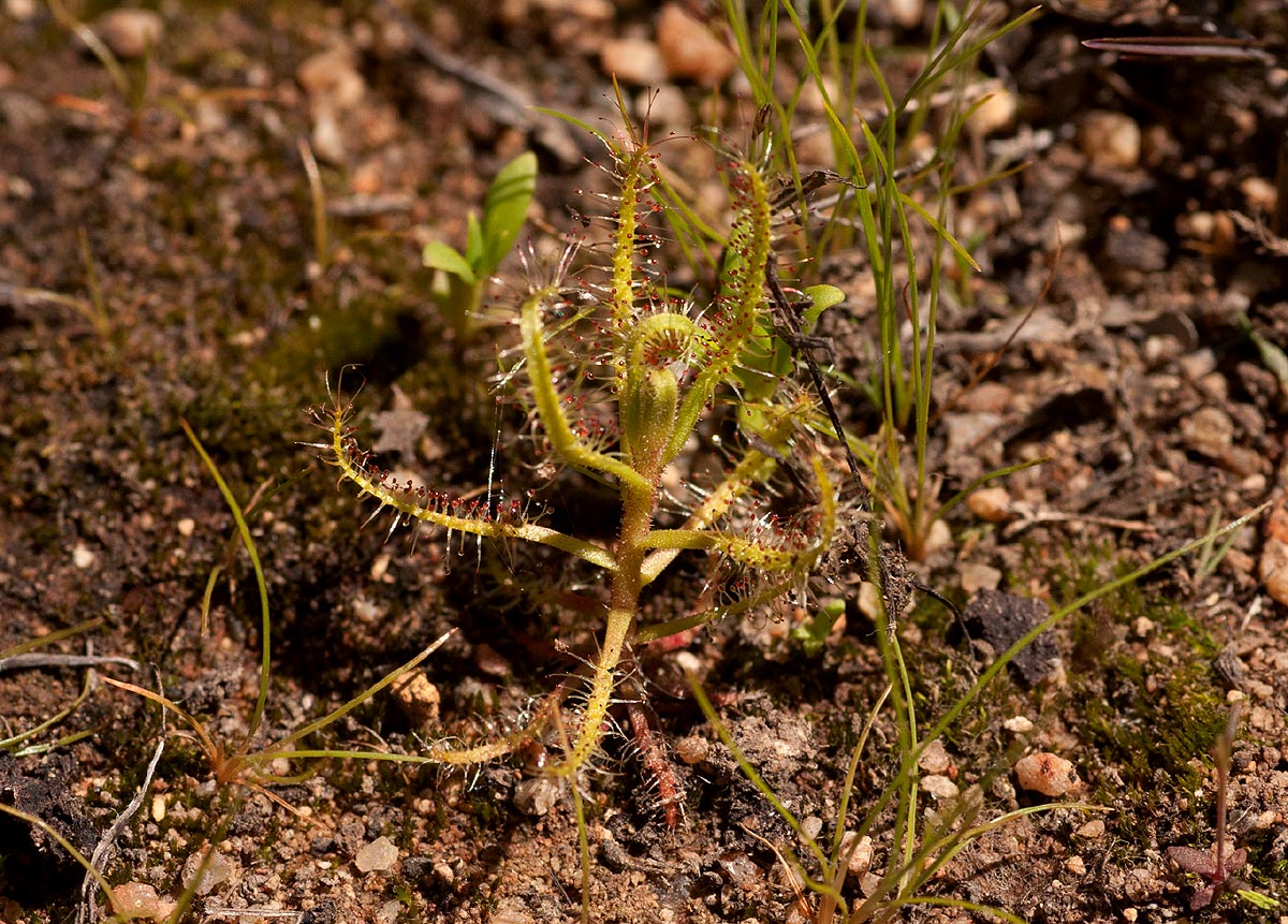 Drosera indica