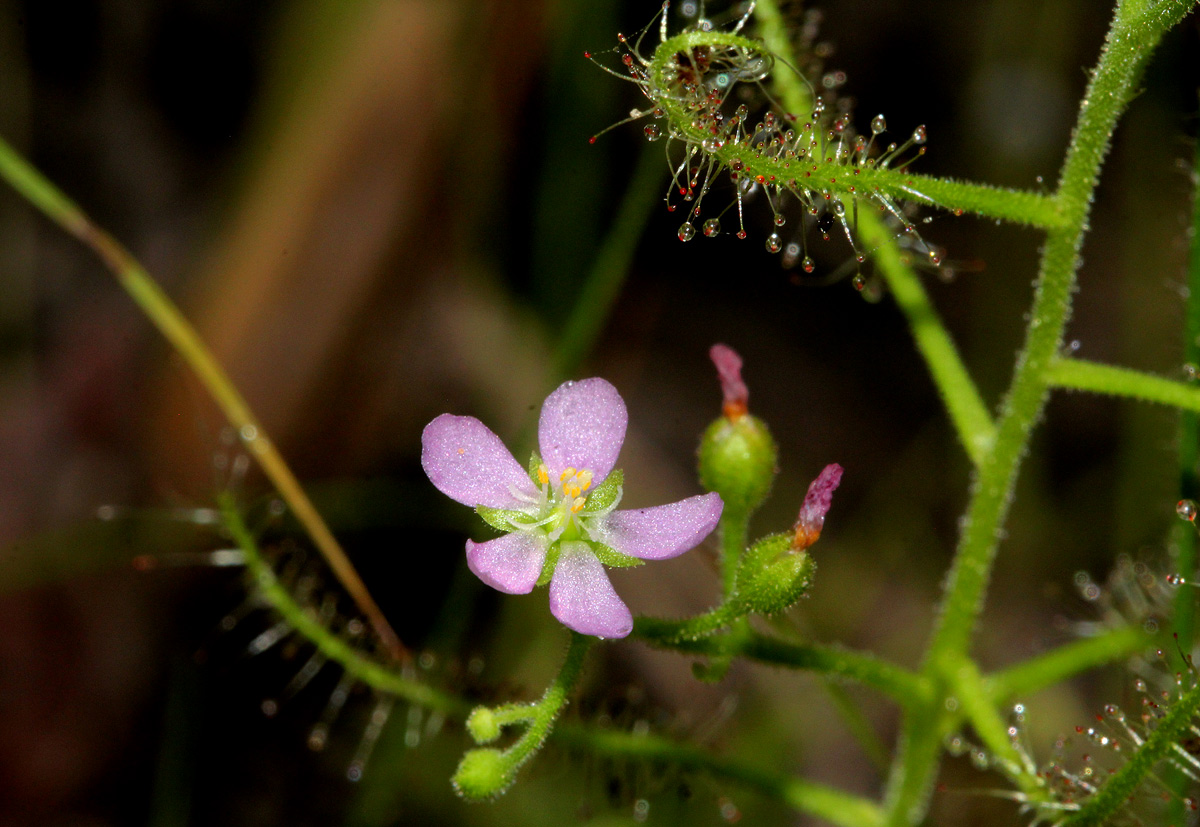 Drosera indica