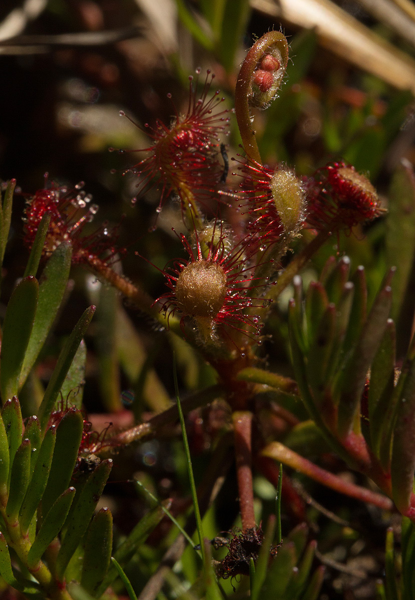 Drosera madagascariensis