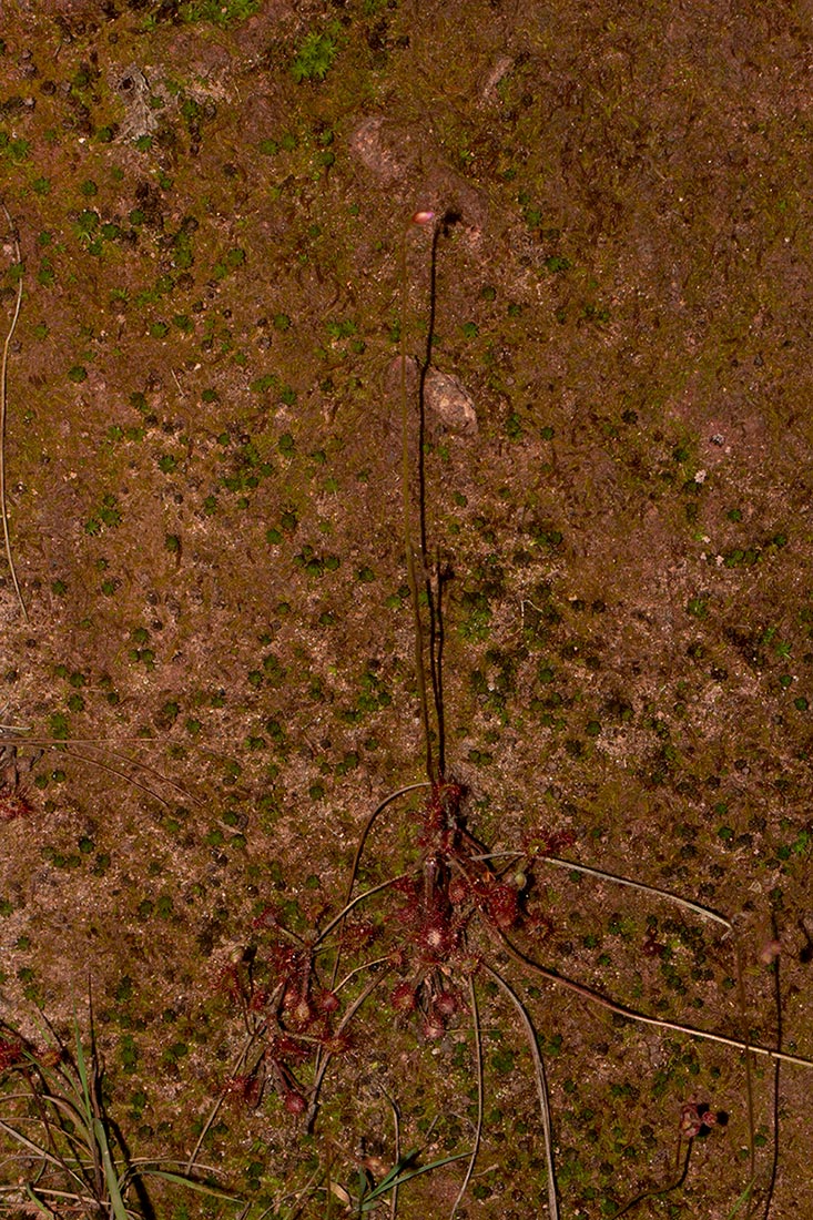 Drosera madagascariensis