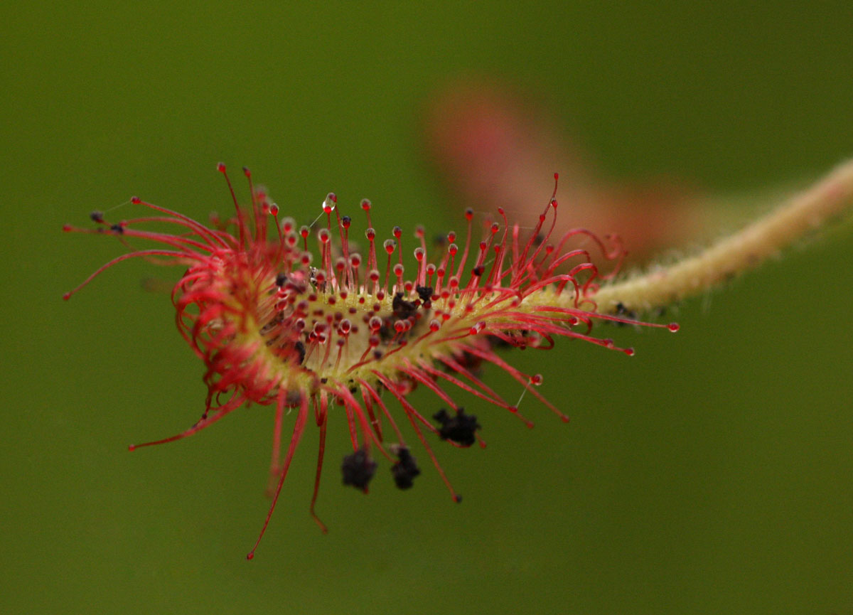 Drosera madagascariensis