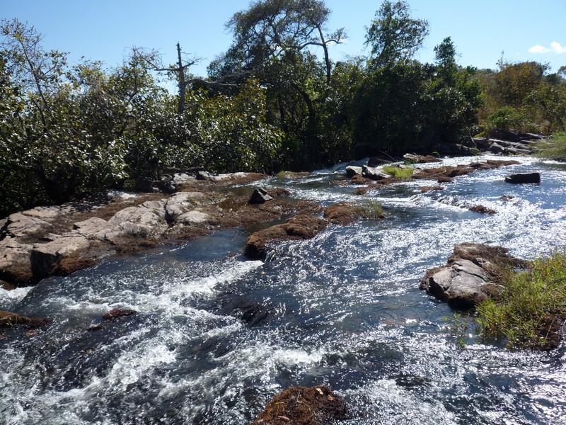 Inversodicraea tenax Inversodicraea tenax