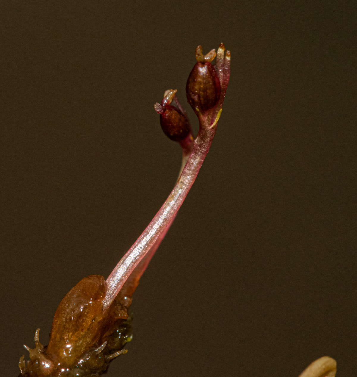 Inversodicraea tenax