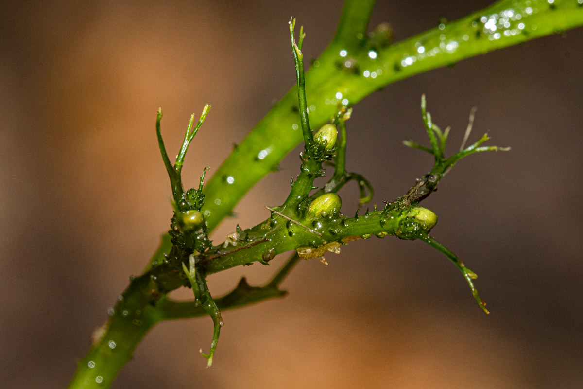 Inversodicraea tenax Inversodicraea tenax