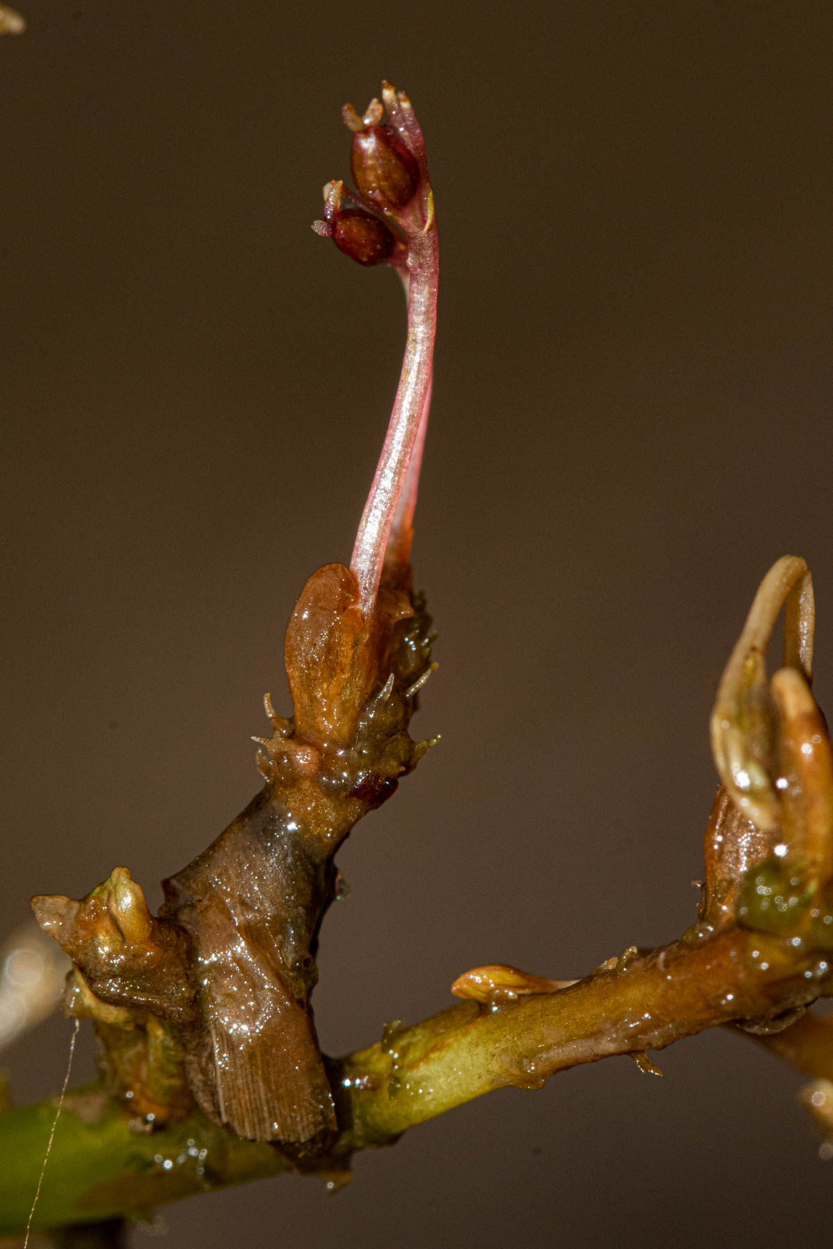 Inversodicraea tenax