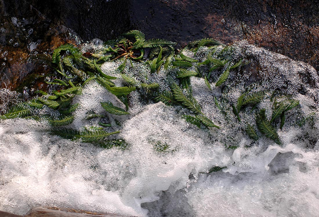 Hydrostachys polymorpha