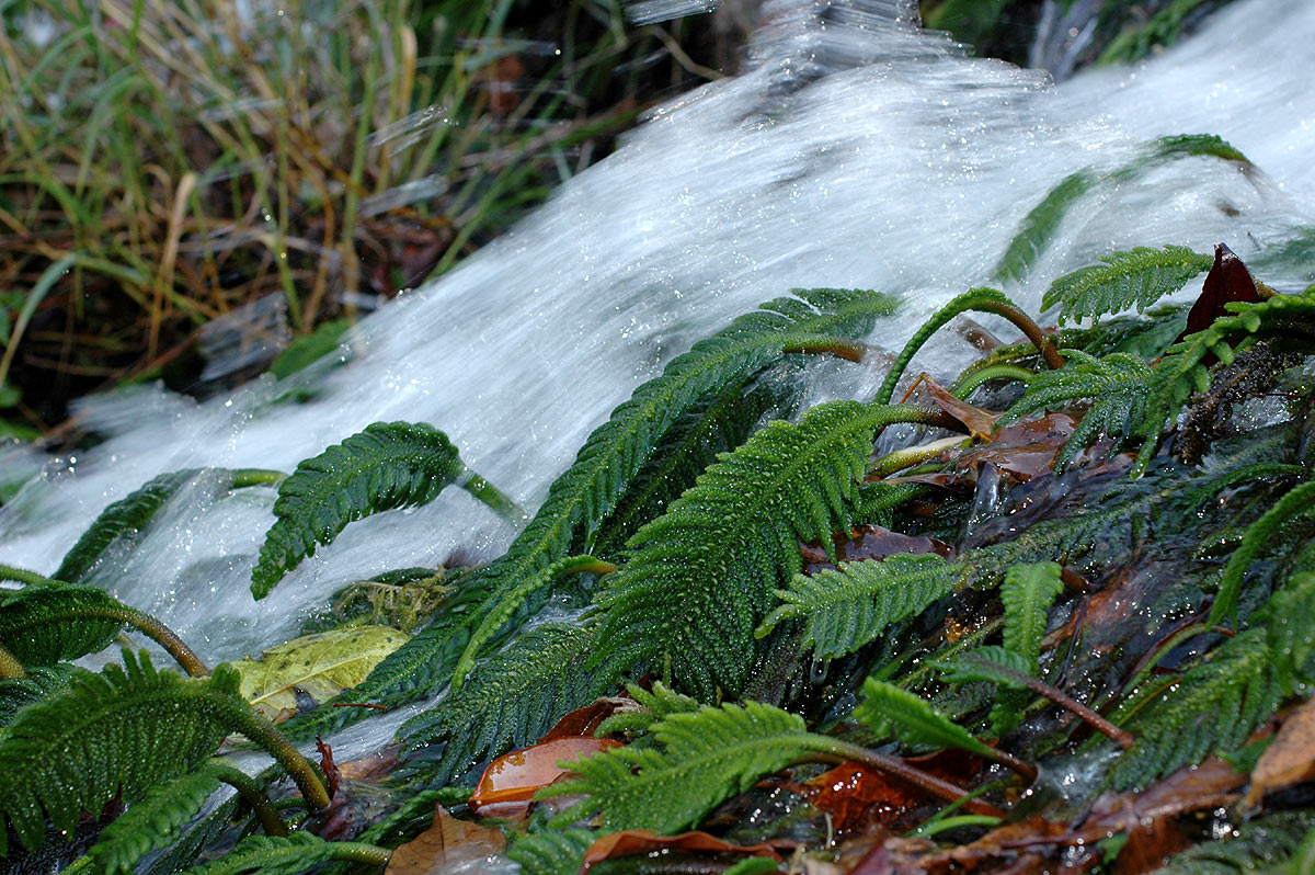 Hydrostachys polymorpha