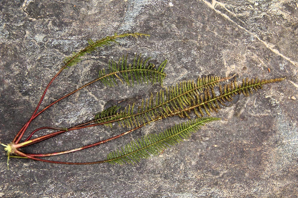 Hydrostachys polymorpha
