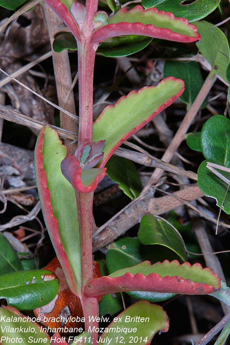 Kalanchoe brachyloba