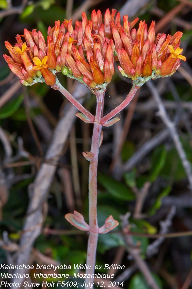 Kalanchoe brachyloba