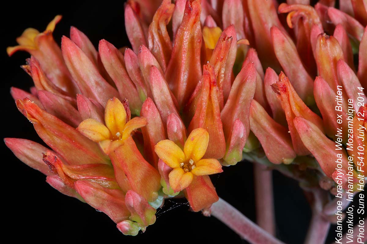Kalanchoe brachyloba