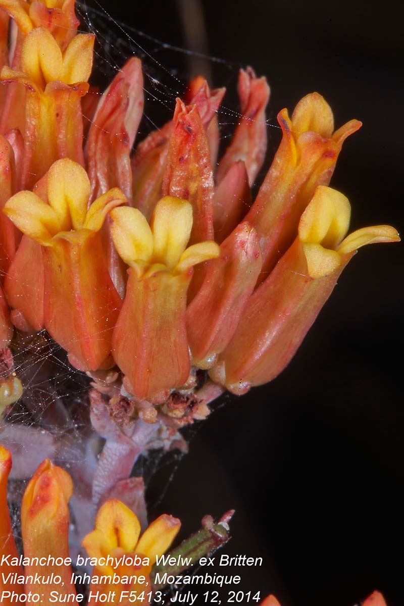 Kalanchoe brachyloba