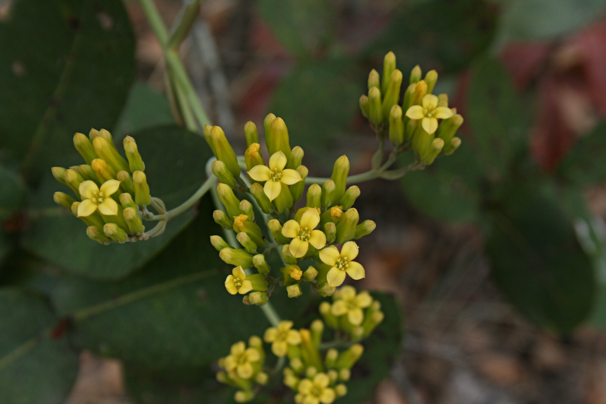 Kalanchoe brachyloba