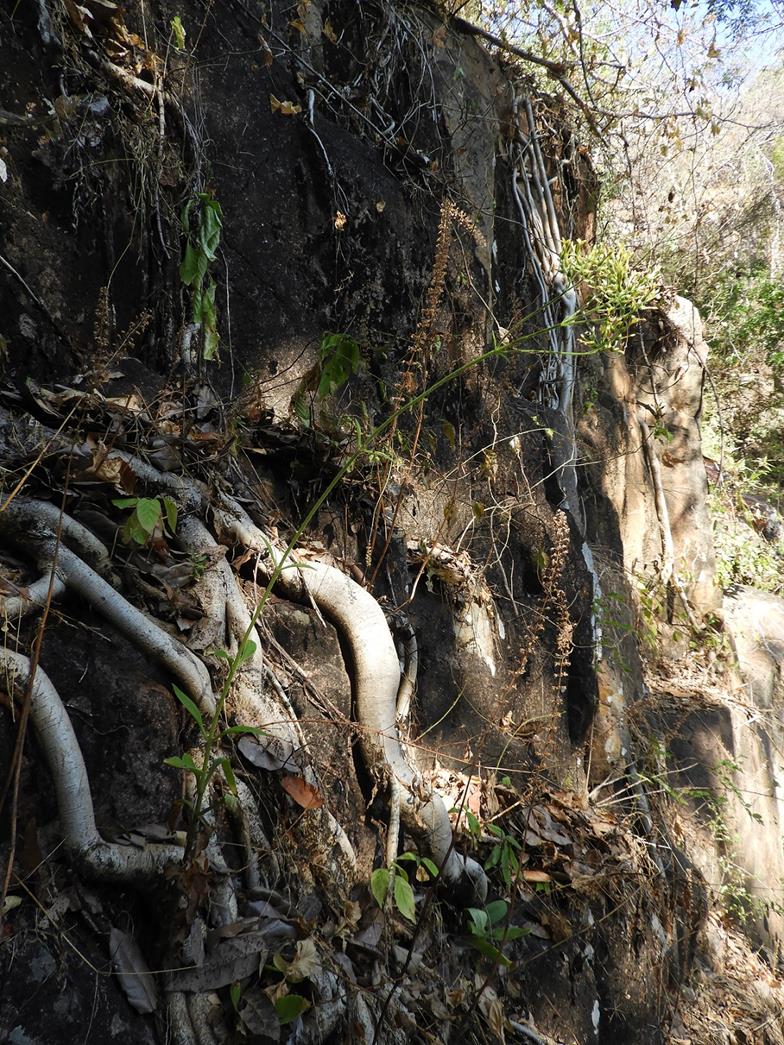 Kalanchoe brachyloba
