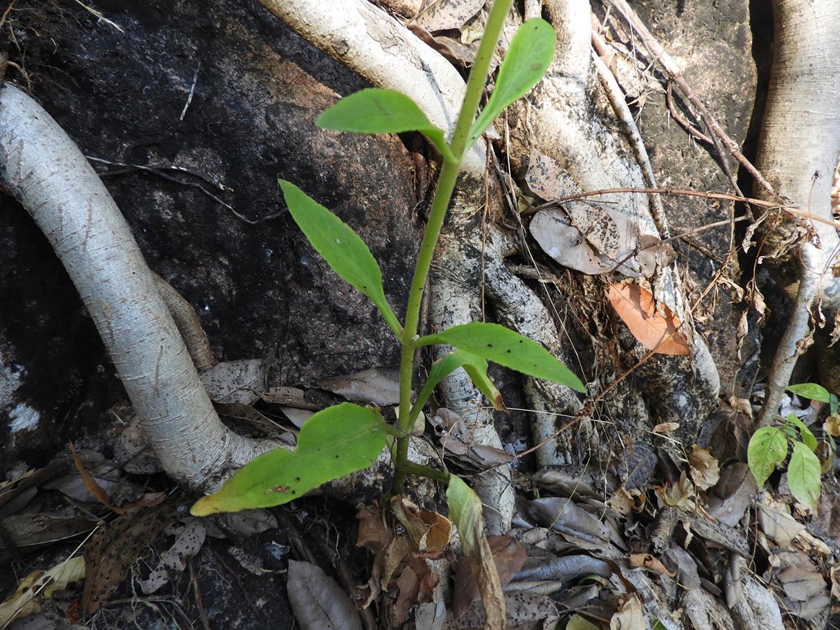Kalanchoe brachyloba