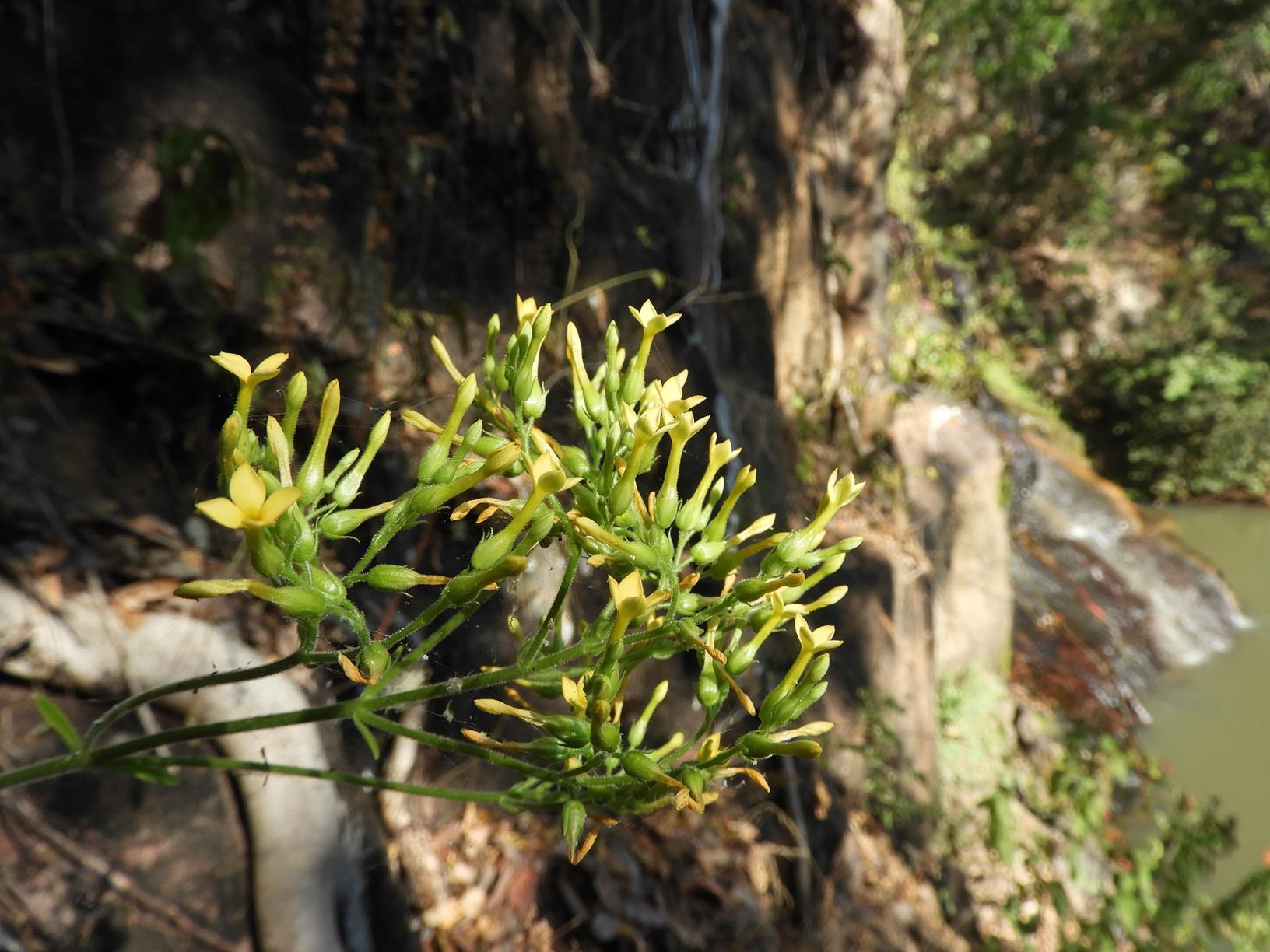 Kalanchoe brachyloba