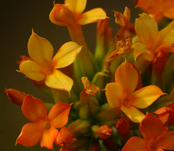 Kalanchoe crenata