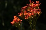 Kalanchoe crenata