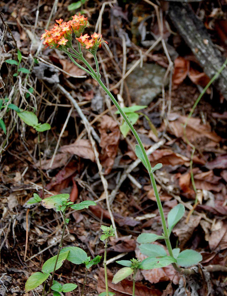 Kalanchoe lanceolata